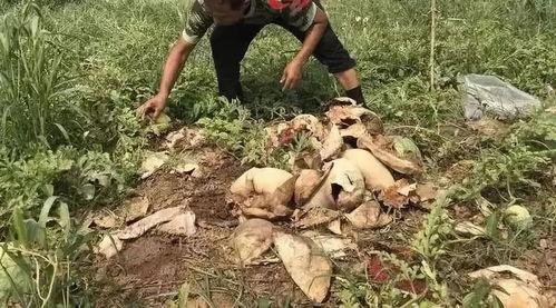 康县老头吃瓜事件,一场引发社会关注的网络风波 第3张 康县老头吃瓜事件,一场引发社会关注的网络风波 第3张